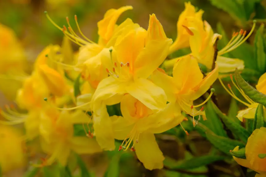 ''Sarı komar'' adıyla da biliniyor: Zigana Dağı'nı altın gibi süsledi 1 ''Sarı komar'' adıyla da biliniyor: Zigana Dağı'nı altın gibi süsledi 1