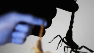 Hindistan'da uçakta yolcuyu akrep soktu