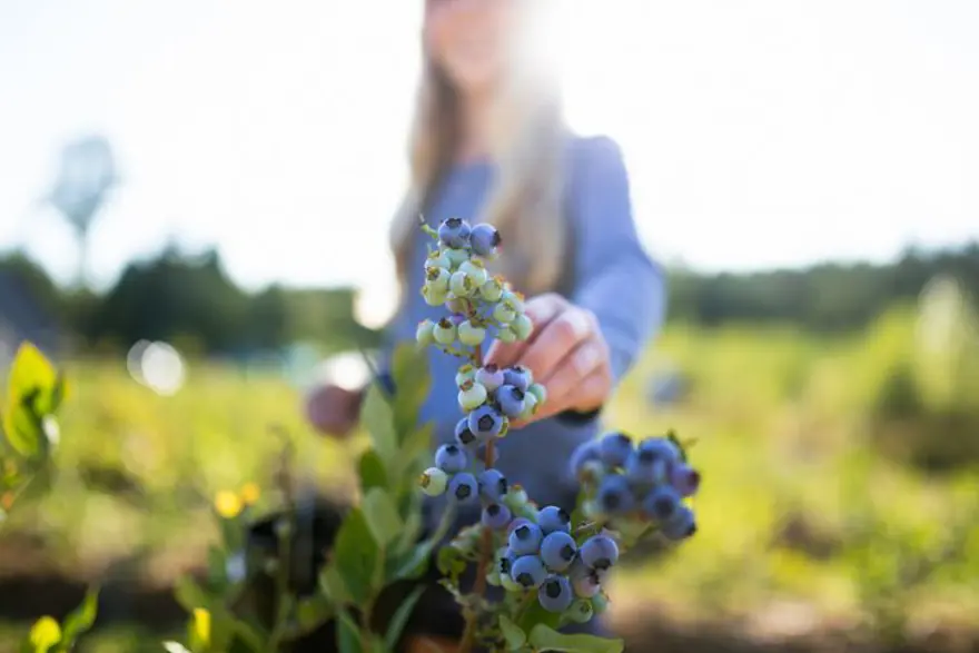 Türkiye'de yetişiyor, 5 ülkeye gönderiliyor! Kilosu 400 TL'den satılıyor, hasadı başladı 1