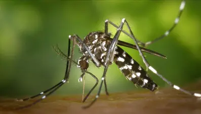 Aedes sivrisinek ısırığı nedir, nasıl geçer? Aedes sivrisinek ısırığı belirtileri nelerdir?