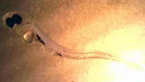 Balıkların fast foodu: Plastik