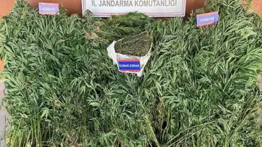 Yetiştirdiği keneviri satmaya çalıştı! Kısa sürede yakalandı