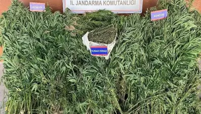 Yetiştirdiği keneviri satmaya çalıştı! Kısa sürede yakalandı