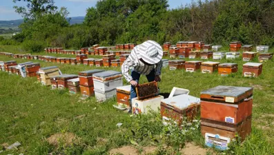 Üretim sezonu sona erdi: Rekolte her yıl azalıyor