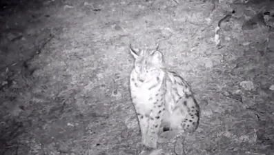 ''Ormanın hayaleti'' Çankırı'da görüntülendi