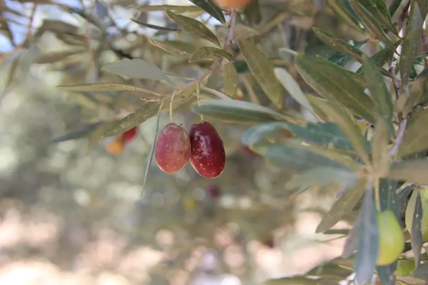Dededen kalma yöntemle yetiştiriliyor: Kuraklık nedeniyle tehlike altında 2