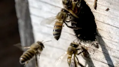 Arı sokması sonucu hayatını kaybetti