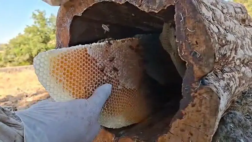 Kilosu 3 bin 500 TL: Geleneksel yöntemle hasat başladı 1