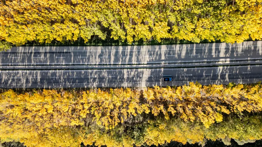 İlçenin simgesi olmuştu: Ağaç koridorundan geriye kökleri kaldı 3
