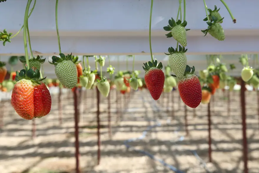 Sıfırdan başladılar, kendi işlerinin patronu oldular: 2 arkadaş kurdukları serada üretiyor 6