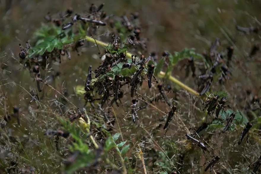 Çekirge istilası uyarısı: 20 kat daha büyük 8