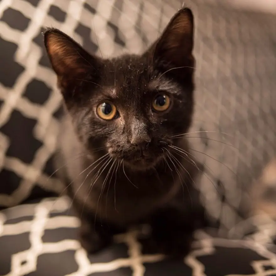 Hayatını kedileri kurtarmaya adadı 113