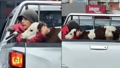 Hastalanan buzağısına sımsıkı sarıldı