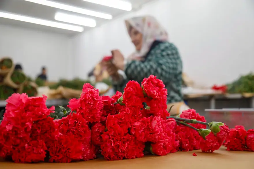 Sevgililer günü telaşı başladı: Antalya'dan 30 ülkeye çiçek ihracatı! En çok kırmızı karanfil satıldı 3