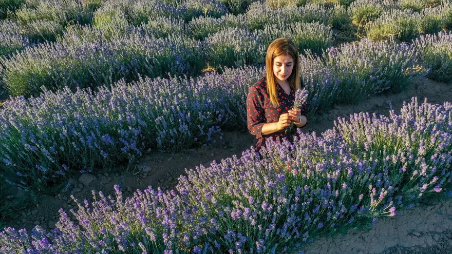 Diyarbakır'ın yeni cazibe merkezi: Lavanta bahçeleri 8