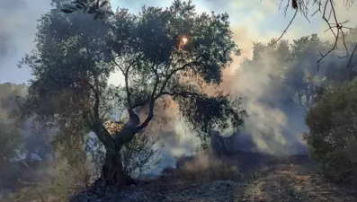 İzmir'de tarım arazisinde yangın