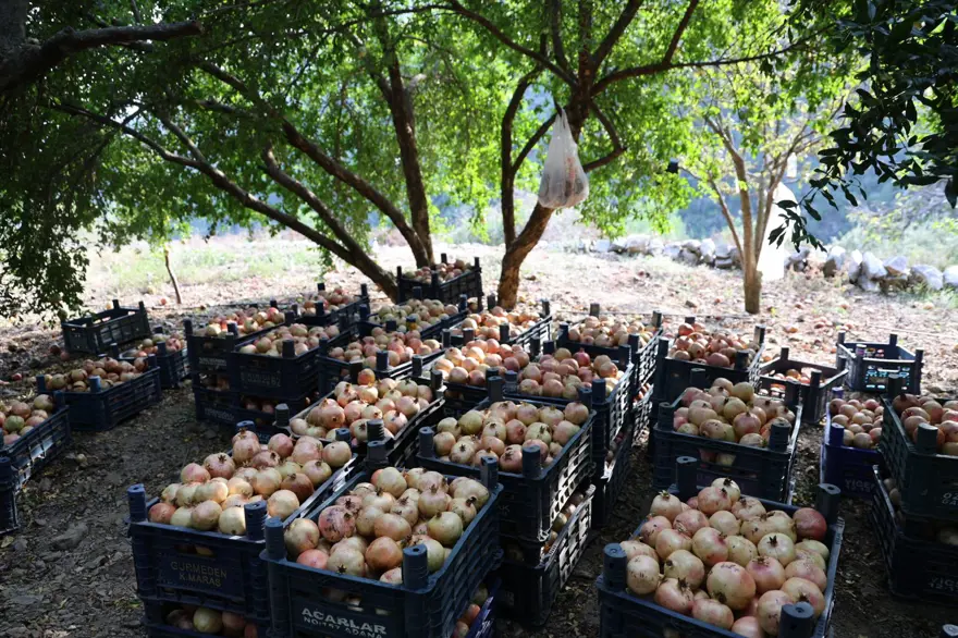 Bahçede kilosu 20 lira: Hasadı 15 gün sürecek 4