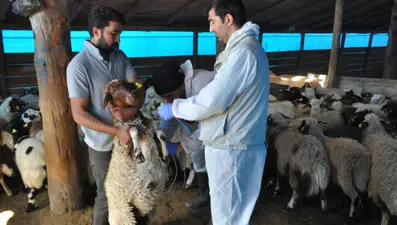 Kars'ta küçükbaş hayvanlara kayıt altına alınıyor