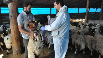Kars'ta küçükbaş hayvanlara kayıt altına alınıyor