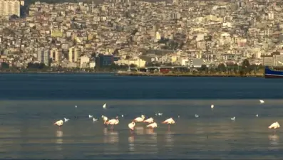 Flamingolar ve pelikanlar İzmir Körfezi'ne geri döndü