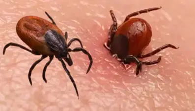 Sivas’ta kabus sürüyor: Kene yine can aldı