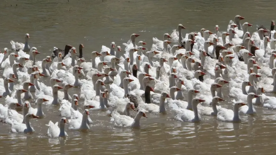 ''AMACIMIZ UCUZ ET YEDİRMEK'' 8