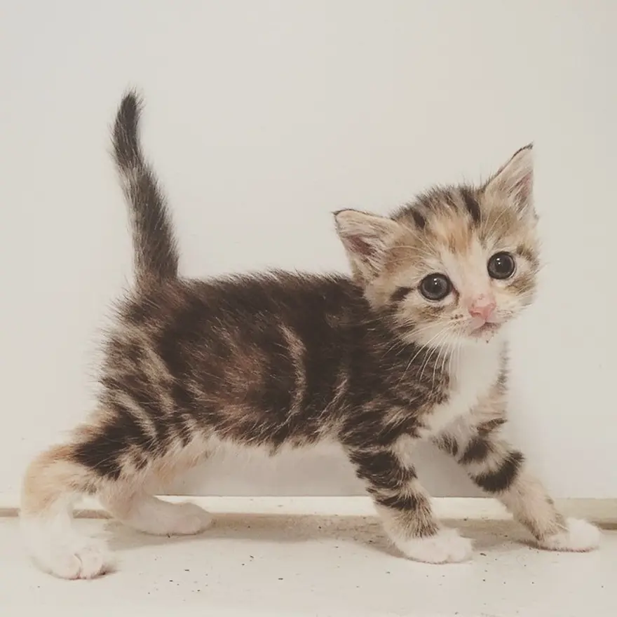 Hayatını kedileri kurtarmaya adadı 223