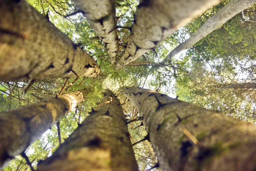 Küre Dağları'nda aynı kökten büyüyen 6 köknar ağacı keşfedildi 4