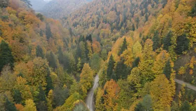 Bolu ormanlarında renk cümbüşü mest etti