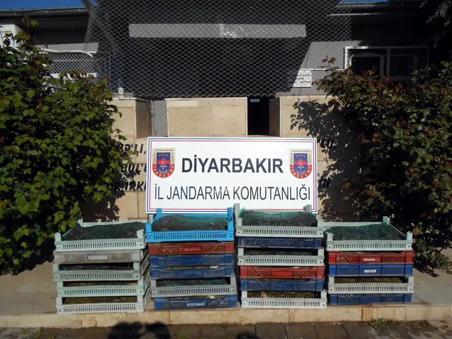 Diyarbakır'da 100 kilo kurbağa yakalandı 3