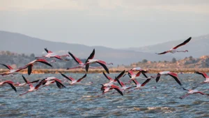 İzmir Kuş Cenneti'nden kış manzaraları İzmir Kuş Cenneti'nden kış manzaraları