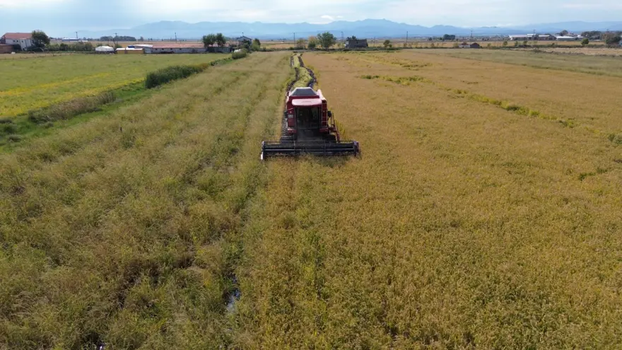 117 bin tonun üzerinde rekolte bekleniyor: Hasadı sürüyor 1