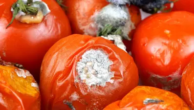 Domatesin çürümesini önleyen yöntem: Birkaç damla dökmek yetiyor, domatesler ilk günkü gibi taze kalıyor