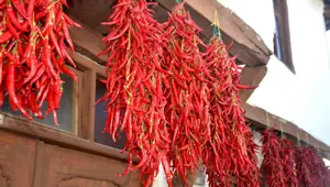 Ona "kırmızı altın" da deniyor: 160 yıldır aynı tohumdan üretiyorlar