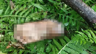 Bulunan kesik ayak için belediyeden DNA anonsu
