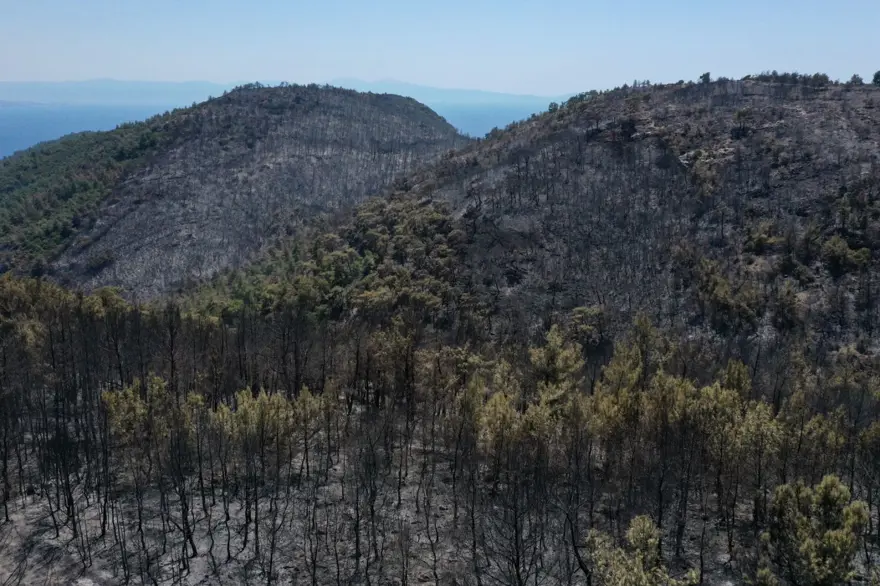 Menderes'teki orman yangınından geriye kalanlar 16