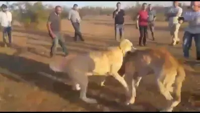 Köpekleri acımasızca dövüştürüp kameraya kaydettiler