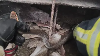 Depoya giren yılanı itfaiye ekipleri yakaladı