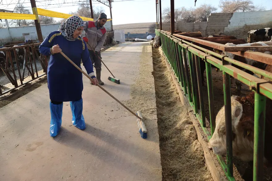 7 yıl önce 1 inekle hobi olarak başladı: 61 yaşındaki kadın  sayıyı 780 çıkardı, çiftlik kurdu 6