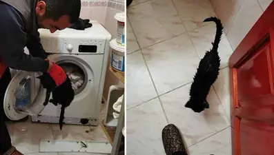 Sahibi çamaşır makinesine attı, itfaiye kurtardı