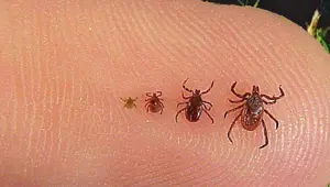 Çorum’da keneden ölüm şüphesi Çorum’da keneden ölüm şüphesi