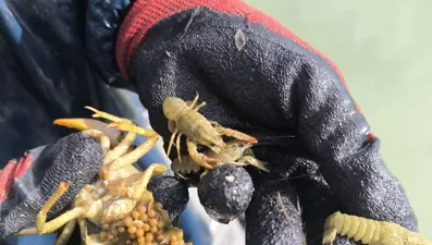 Eğirdir Gölü'de bulundu: Doğal yaşam alanına geri bırakıldı