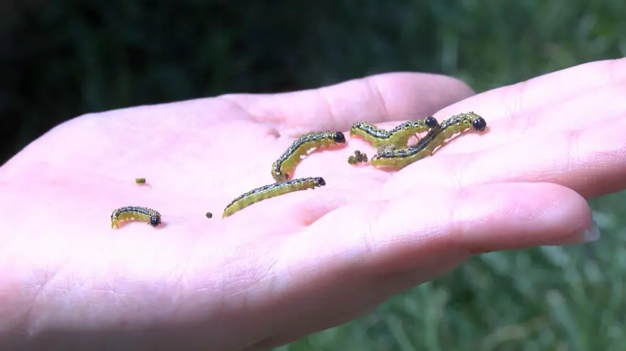 Çayır tırtılı İstanbul'da parklara indi 6