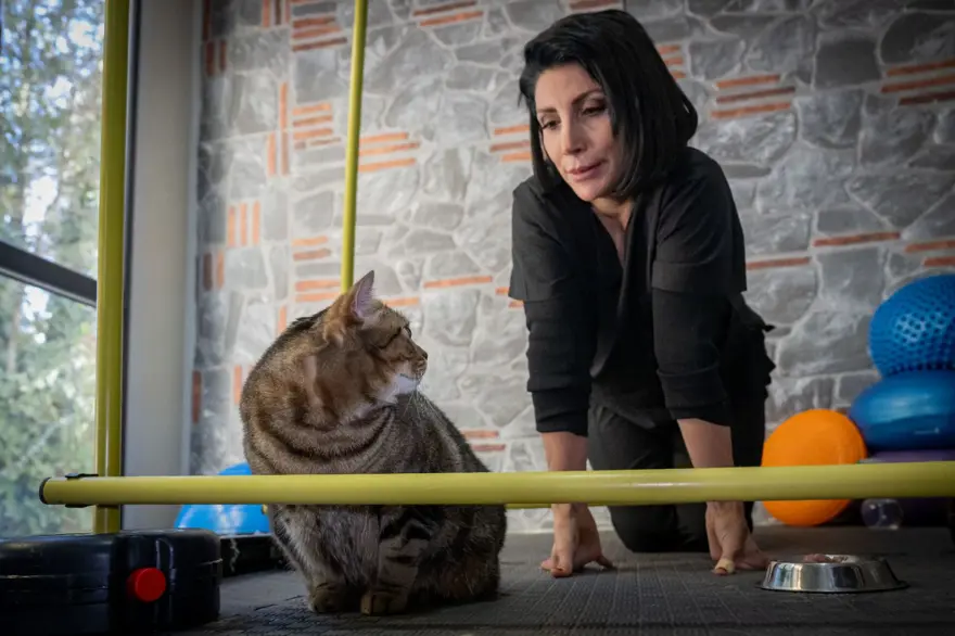 Obez kedi Simba: Pilates yaparak, havuzda yüzerek zayıflamaya çalışıyor 3