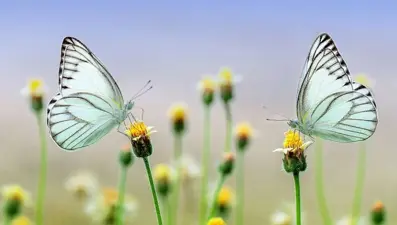 Nevruz Bayramı ne zaman? 2025 Nevruz kutlaması ne zaman yapılacak?