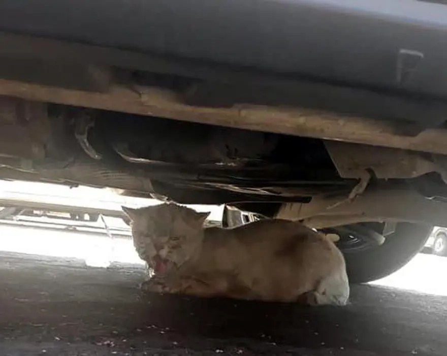 Kayıp kedi minibüsün kaportasından çıktı 2 Kayıp kedi minibüsün kaportasından çıktı 2