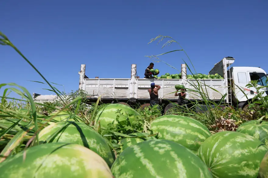 Tarlada kilosu 1-2 lira: Ürün fazla, hasat devam ediyor 2