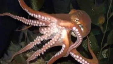 Ahtapot Paul’a rakip geldi: Polat