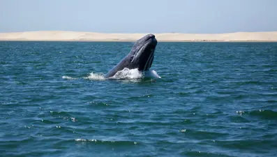 Rekor: Gri bir balinanın dünyanın yarısını yüzdüğü tespit edildi
