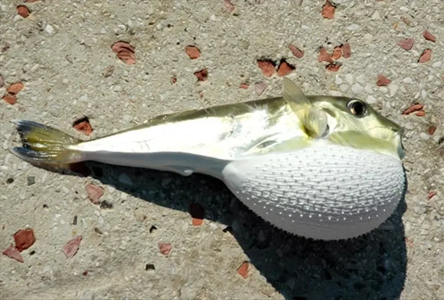 Balon balığı yiyen 3 kişi zehirlendi 5